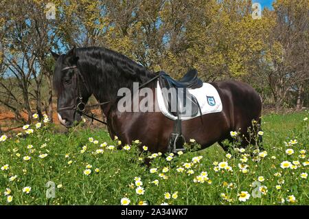 Scuola di equitazione 'Riopudio' - cavallo, Espartinas, Siviglia-provincia, regione dell'Andalusia, Spagna, Europa. Foto Stock