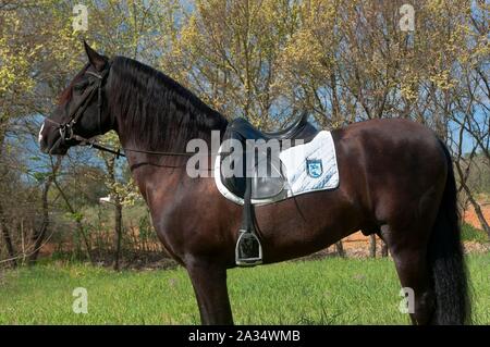 Scuola di equitazione 'Riopudio' - cavallo, Espartinas, Siviglia-provincia, regione dell'Andalusia, Spagna, Europa. Foto Stock