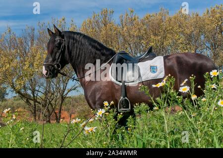 Scuola di equitazione 'Riopudio' - cavallo, Espartinas, Siviglia-provincia, regione dell'Andalusia, Spagna, Europa. Foto Stock