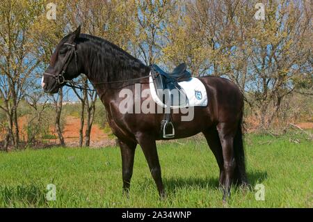 Scuola di equitazione 'Riopudio' - cavallo, Espartinas, Siviglia-provincia, regione dell'Andalusia, Spagna, Europa. Foto Stock