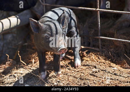 Piglet in una gabbia su Anaa Atoll, Polinesia Francese Foto Stock