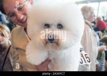 Rostock, Germania. 05 ott 2019. Un Francese Bichon Frise pedigree cane con il pedigree internazionale mostra il cane in Rostock exhibition hall. Circa 2.000 pedigree cani da 250 diverse razze competere a Rostock equo per essere giudicato da giudici internazionali. Credito: Frank Hormann/dpa/Alamy Live News Foto Stock