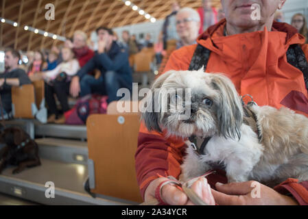 Rostock, Germania. 05 ott 2019. Un visitatore con la sua Shih Tzu cane con il pedigree internazionale mostra il cane in Rostock exhibition hall. Circa 2.000 pedigree cani da 250 diverse razze competere a Rostock equo per essere giudicato da giudici internazionali. Credito: Frank Hormann/dpa/Alamy Live News Foto Stock