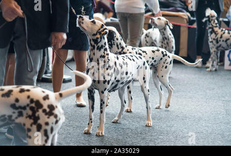 Rostock, Germania. 05 ott 2019. Dalmatians presso la classificazione presso il pedigree internazionale mostra il cane in Rostock exhibition hall. Circa 2.000 pedigree cani da 250 diverse razze competere a Rostock equo per essere giudicato da giudici internazionali. Credito: Frank Hormann/dpa/Alamy Live News Foto Stock