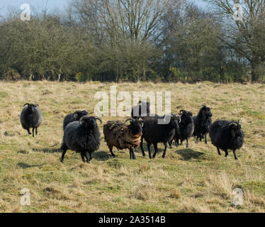 Gregge di pecore nere in un campo erboso. Foto Stock