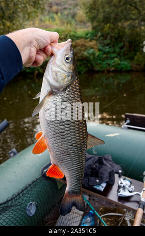 Veramente grande cavedani in pescatore la mano, in autunno Foto Stock