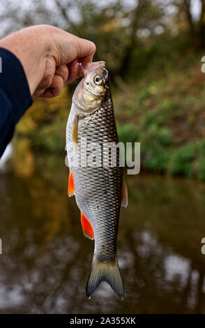 Chub in pescatore la mano, autunno SCENIC Foto Stock