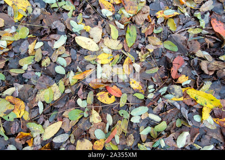 Vista dall'alto in basso di terra piena di caduta di foglie colorate in autunno Foto Stock