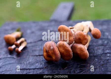 I grappoli di miele funghi nero su tavola di legno, paleo dieta Foto Stock