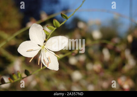 Piccolo fiore bianco del gaura lindheimeri o vorticoso farfalle al sole con la rugiada di mattina oenothera lindheimeri, Lindheimer's beeblossom close up Foto Stock