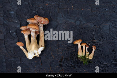 I grappoli di miele funghi nero su pannello di legno Foto Stock