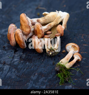I grappoli di miele funghi nero su pannello di legno Foto Stock
