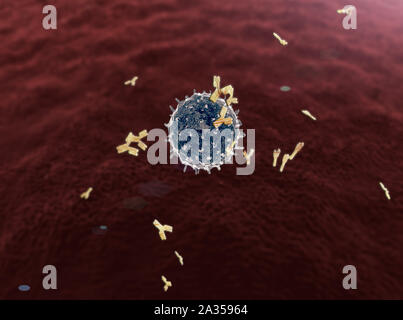 Linfociti, anticorpi, linfociti linfocita genera anticorpi, linfociti contro virus, gruppo di linfociti Foto Stock