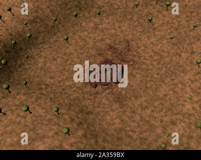 Spore di funghi, spore di funghi, spore di muffa e funghi sulla superficie del cuoio, del fungo rilascia spore, paesaggio di microcosmo Foto Stock