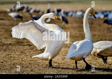 Whooper Swan è la flessione è ali Foto Stock