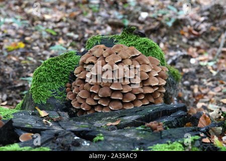 Un mucchio di funghi che cresce su un vecchio ceppo Foto Stock