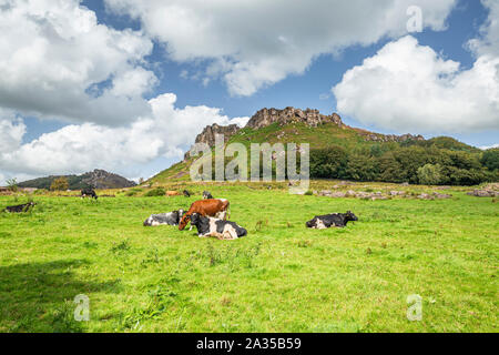 Cattles pascolo di freschi pascoli verdi accanto al scarafaggi in Peak District, REGNO UNITO Foto Stock