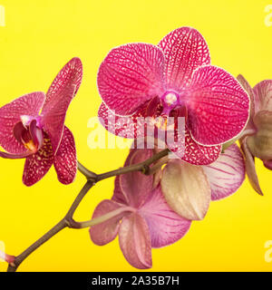 La tignola fiori di orchidea su un brillante sfondo giallo. Foto Stock