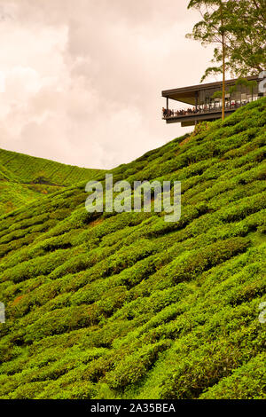 Punto di vista sulle piantagioni di tè tra il verde delle colline e delle montagne del sud-est asiatico al tramonto con le nuvole Foto Stock