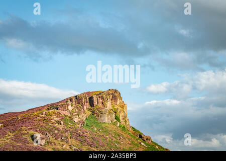 Hen Cloud ramble dettaglio coperti in fiore heather alla calda serata estiva nel Parco Nazionale di Peak District, REGNO UNITO Foto Stock