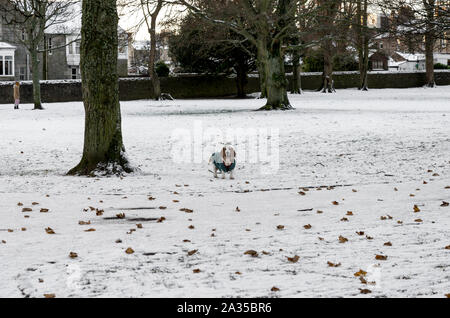 Un simpatico cane vestito in abiti caldi e permanente sulla coperta di neve massa nel Victoria Park, Aberdeen, Scozia Foto Stock