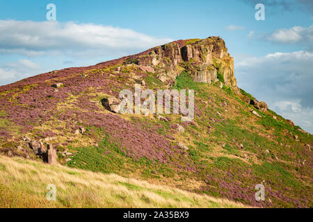 Hen Cloud ramble coperti in fiore heather alla calda serata estiva nel Parco Nazionale di Peak District, REGNO UNITO Foto Stock