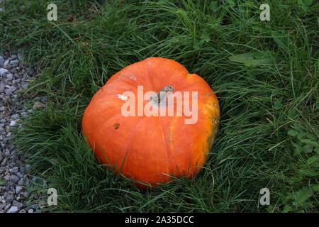 Grande zucca arancione risiede nell'erba verde Foto Stock