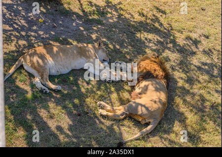 Adulti di Lion e di una leonessa allo zoo tranquillamente dormire in le ombre degli alberi Foto Stock
