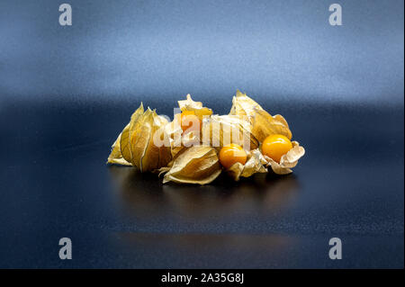 (Physalis physalis, Golden, uva spina) isolato su sfondo nero Foto Stock