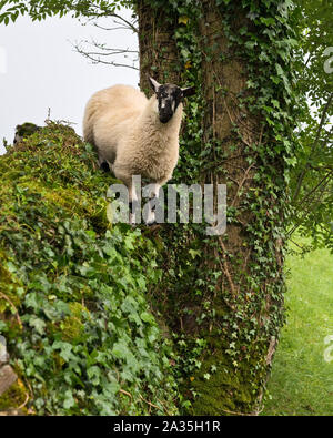 Giovani Swaledale Pecora in piedi sulla pietra a secco parete. Swaledale, North Yorkshire, Inghilterra Foto Stock