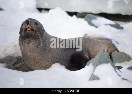L'Antartico pelliccia sigillo con la bocca di apertura seduta sulla neve, isole argentino regione, Galindez island, l'Antartide. Foto Stock