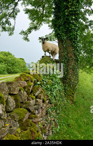 Giovani Swaledale Pecora in piedi sulla pietra a secco parete. Swaledale, North Yorkshire, Inghilterra Foto Stock