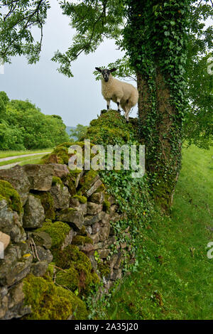 Giovani Swaledale Pecora in piedi sulla pietra a secco parete. Swaledale, North Yorkshire, Inghilterra Foto Stock