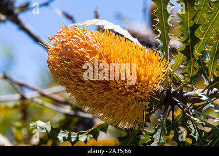 Università di California a Santa Cruz Arboretum, Banksia arancione Foto Stock