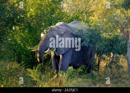 Un elefante africano a pascolare nel selvaggio Foto Stock