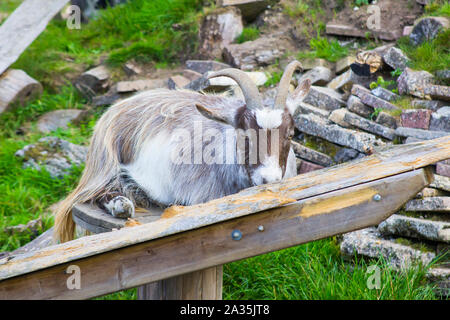 19 Settembre 2019 Una delle capre pigmee mantenuta in un oggetto contenitore integrato al Brambridge Garden Center in Eastleih Hampshire Inghilterra Foto Stock