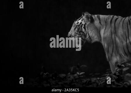 Drammatica vicino la testa di una tigre maschio profilo in chiave di basso luce in bianco e nero Foto Stock