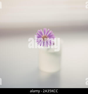 Tenero fiore violaceo crisantemo in un piccolo vaso su una luce sfocata tabella. Foto Stock