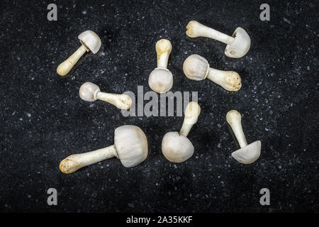 Funghi bianco su grigio scuro dello sfondo texture. Funghi commestibili. Foto Stock