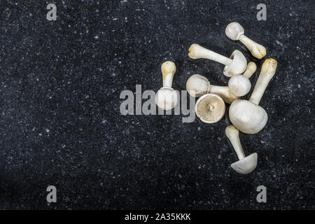 Un gruppo di bianco di funghi isolati su sfondo scuro. Foto Stock