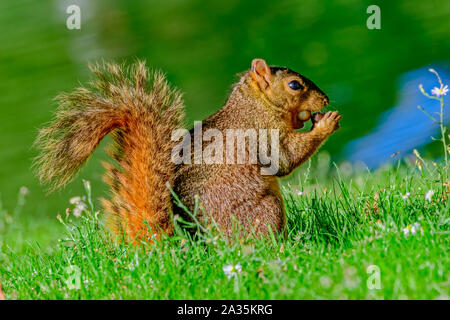 Fox scoiattolo (Sciurus niger) con due ghiande farcite in esso la bocca come si prepara per l'autunno Foto Stock