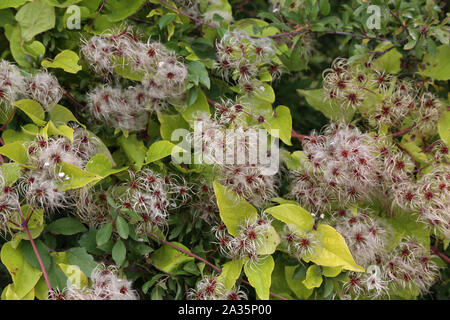 Teste di seme con appendici di seta di Wild Climatis Foto Stock