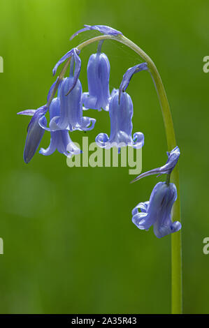 Bluebells (Hyacithgoides non scripta) in legno della Cree RSPB Riserva, Newton Stewart, Dumfries and Galloway, SW Scozia Scotland Foto Stock