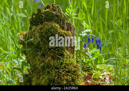 Bluebells (Hyacithgoides non scripta) in legno della Cree RSPB Riserva, Newton Stewart, Dumfries and Galloway, SW Scozia Scotland Foto Stock