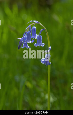 Bluebells (Hyacithgoides non scripta) in legno della Cree RSPB Riserva, Newton Stewart, Dumfries and Galloway, SW Scozia Scotland Foto Stock