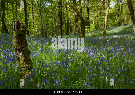 Bluebells (Hyacithgoides non scripta) in legno della Cree RSPB Riserva, Newton Stewart, Dumfries and Galloway, SW Scozia Scotland Foto Stock