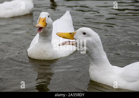 Bianco pesante pekin anatre nuotare sulle sponde di un lago in autunno freddo giorno Foto Stock