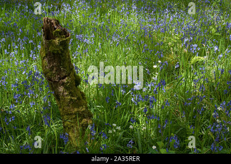 Bluebells (Hyacithgoides non scripta) in legno della Cree RSPB Riserva, Newton Stewart, Dumfries and Galloway, SW Scozia Scotland Foto Stock