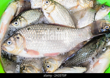 Mazzetto di argento Carassius pesci, pronti da cucinare in close up. Foto Stock