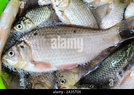 Mazzetto di argento Carassius pesci, pronti da cucinare in close up. Foto Stock